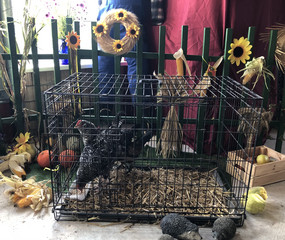 Ein Hahn im Käfig zu Besuch zum Erntedankfest im immanuel Haus Ecktannen