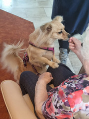 Ein Hund wird von einer Bewohnerin gestreichelt im Immanuel Haus Ecktannen