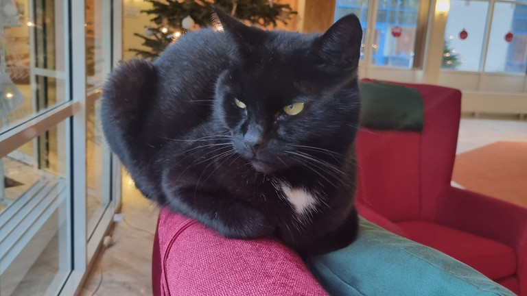 Nachbarskatze Abby besucht das Immanuel Haus Ecktannen Die schwarze Nachbarskatze Abby liegt auf einer roten Sessellehne im Immanuel Haus Ecktannen
