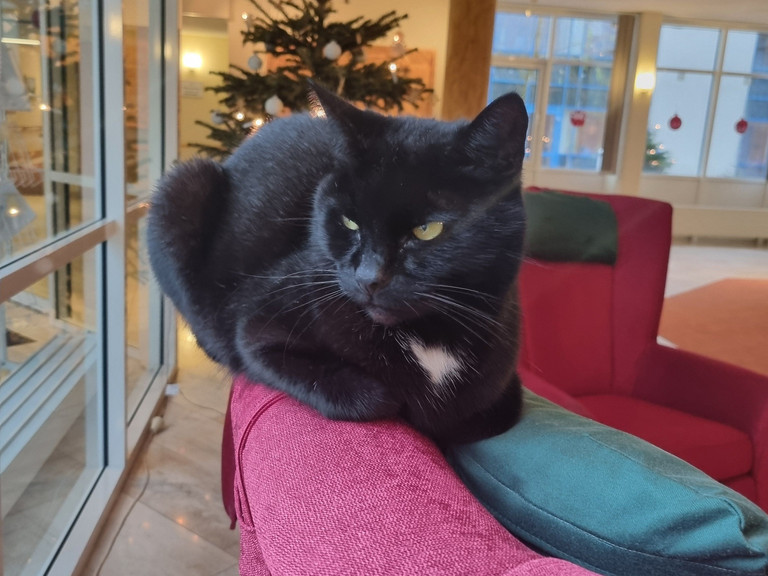 Nachbarskatze Abby besucht das Immanuel Haus Ecktannen Die schwarze Nachbarskatze Abby liegt auf einer roten Sessellehne im Immanuel Haus Ecktannen
